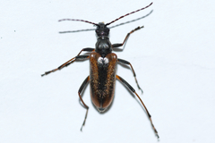 Acmaeops proteus