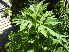 Ambrosia trifida trifida