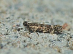 Glauce pectenalaeella