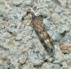 Glauce pectenalaeella