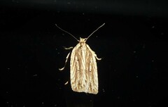 Agonopterix umbellana