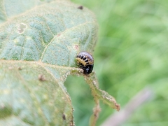 Leptinotarsa undecimlineata