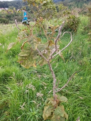 Leptinotarsa undecimlineata