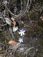 Pinguicula parvifolia