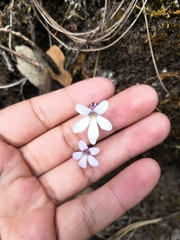 Pinguicula parvifolia