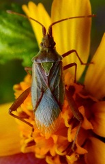 Harmostes reflexulus