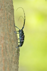 Anoplophora chinensis