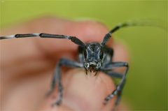 Anoplophora chinensis