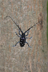 Anoplophora chinensis