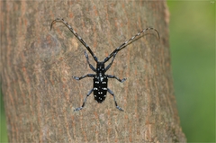 Anoplophora chinensis