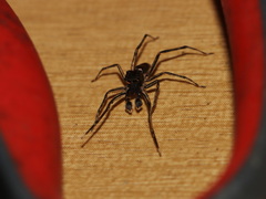 Spartaeus spinimanus