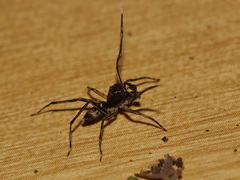 Spartaeus spinimanus