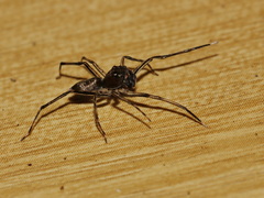 Spartaeus spinimanus