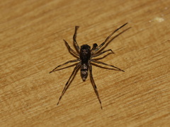 Spartaeus spinimanus