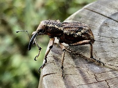 Irenarchus fossilis