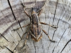 Irenarchus fossilis