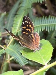 Dodona eugenes esakii