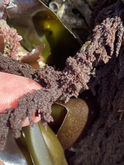 Callithamnion pikeanum