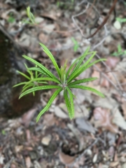 Comarostaphylis