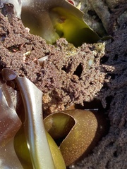 Callithamnion pikeanum