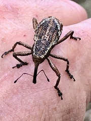 Irenarchus fossilis