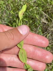 Hypericum denticulatum