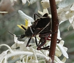 Apiomerus spissipes