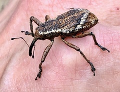 Irenarchus fossilis
