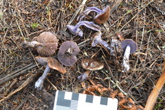 Thaxterogaster australis