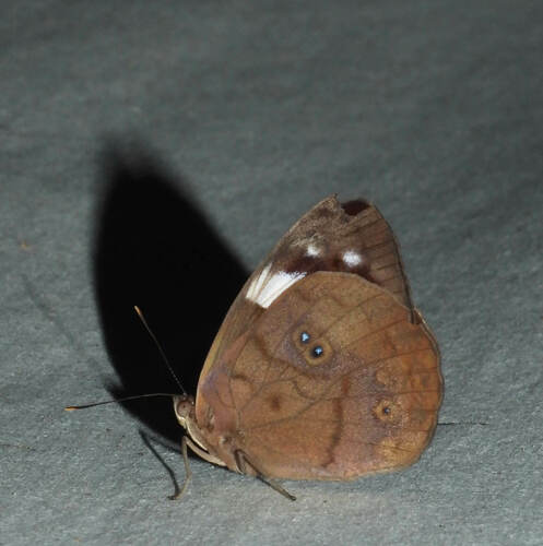 Godart's Purplewing