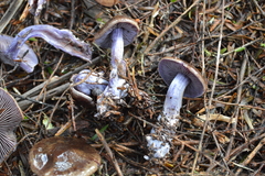 Thaxterogaster australis