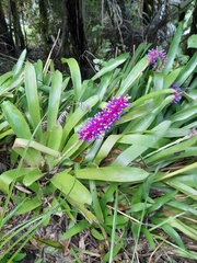 Aechmea gamosepala