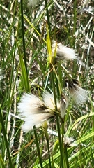 Eriophorum viridicarinatum