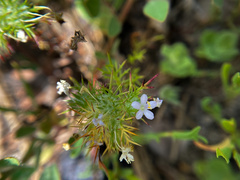 Navarretia intertexta