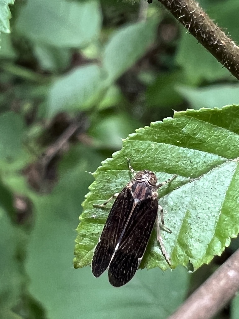 Delphacoidea