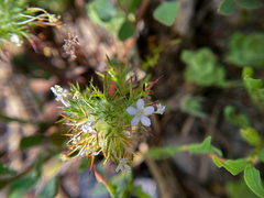 Navarretia intertexta