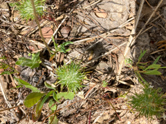 Navarretia intertexta