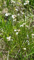 Eriophorum viridicarinatum