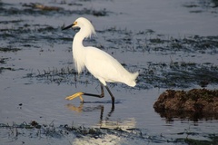 Egretta thula