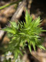 Navarretia intertexta