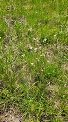 Eriophorum viridicarinatum