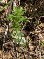 Navarretia intertexta