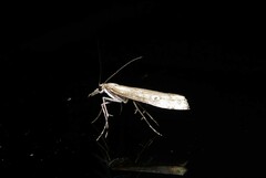 Orocrambus cyclopicus