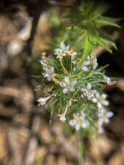 Navarretia intertexta