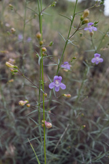Penstemon triphyllus