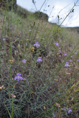 Penstemon triphyllus