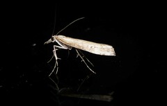 Orocrambus cyclopicus