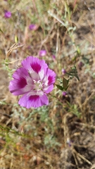 Clarkia williamsonii