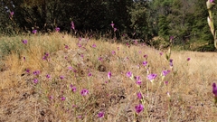 Clarkia williamsonii