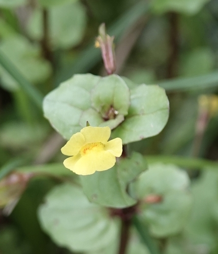 Image of Erythranthe geyeri by (c) Colin Croft, some rights reserved (CC BY)
